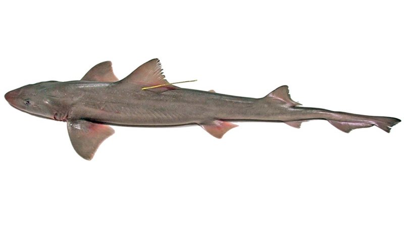 Gatuzo (Mustelus schmitti), cazón de carne firme